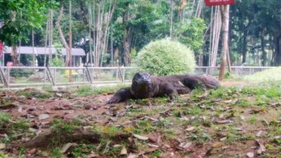 ラグナン動物園で時間つぶし