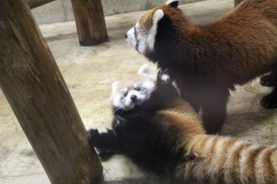 恐竜が来襲した季節外れの台風前の埼玉こども動物自然公園＆再びHello！レッサーパンダのハナビちゃんの赤ちゃんとエサやりとミルクタイムができた子牛のユッコロくん