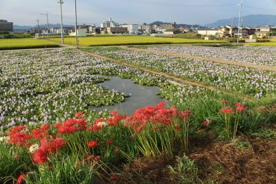 奈良*橿原神宮＆本薬師寺跡へ*地元の小学生達が定植したホテイアオイを観に行きました