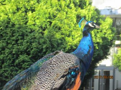 イベリア周遊の旅（５３）ロサ・モタの孔雀。