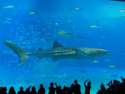 沖縄、気ままなドライブ旅行