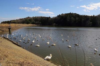 古徳沼でバードウォッチング [2016](1)