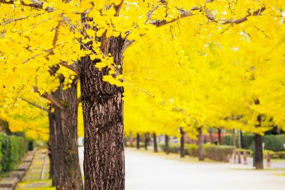 埼玉・秩父ミューズパーク~3キロ続く銀杏並木は黄葉が始まっていました～