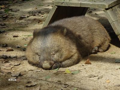 輝く５人のコンサートを観て、かわいいウォンバットにも会っちゃおう！