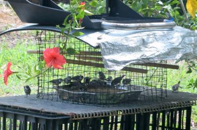 安い、近い、短い旅の記録 No.40 夜勤明けなのに暑くて眠れません。まだ【春】だというのに。~ダーウィン編 2017年10月26日(木)