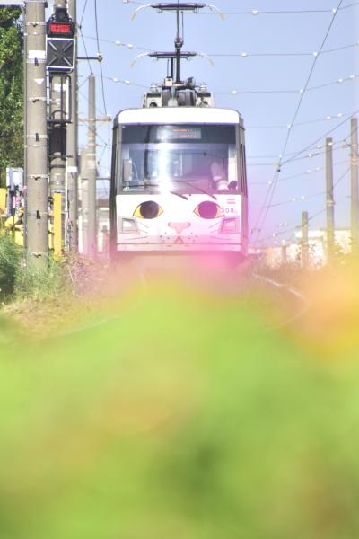「幸福の招き猫電車」を追いかけて東急世田谷線に訪れてみた