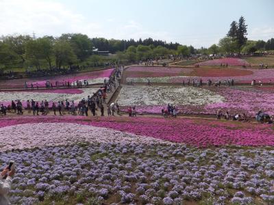 2017 日帰りショートトリップ秩父の芝桜を【その３】羊山公園で芝桜を