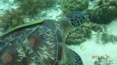セブ島モアルボアルでスノーケル