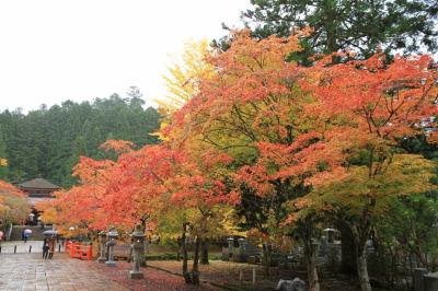 雨降る高野山の紅葉。