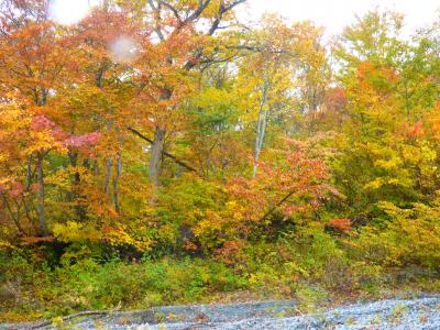 2017.10.28（土）国立公園大山　　紅葉の三の沢