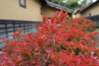 小布施 栗祭り 2017