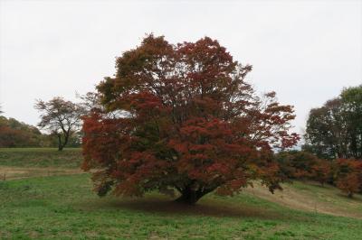 2017年10月　大峰高原七色カエデ、白馬岳の雪化粧を見てきました。