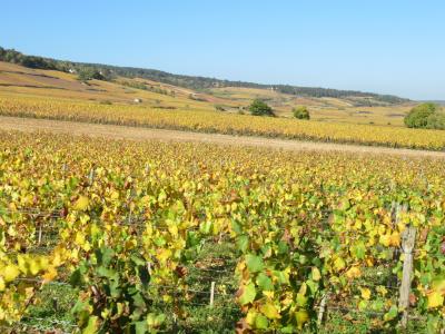 フランス:黄金の秋、ワイン街道（１）：葡萄畑と黄葉見物