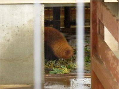 秋のレッサーパンダ紀行【７】 市川市動植物園　３度目の正直！？ ついに会えたおチビちゃん・・・でも、雨中の１分勝負に完敗しピンボケの嵐！！