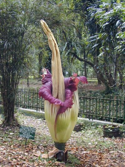 今は昔　スンダ海峡からボゴール 世界１の花を見た
