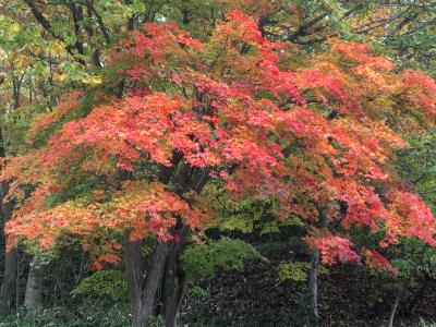 孫と二人で紅葉狩りドライブしてきました