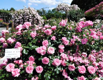 ２０１７年６月　広島湯めぐり　その２　湧永満之記念庭園できれいなバラを見ました。