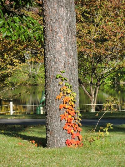 紅葉２　　軽井沢