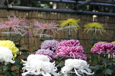 明治神宮で菊花展みてきました！