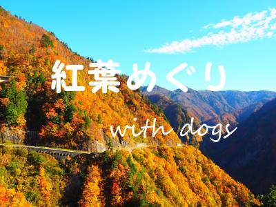 紅葉　with dogs