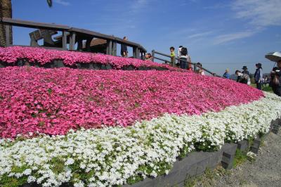 和泉リサイクル環境公園のチューリップ、芝桜。堺市の法道寺参拝。