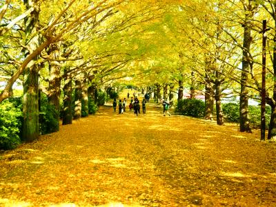 色付くイチョウ並木　昭和記念公園