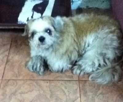 Don Muang空港から赤バス