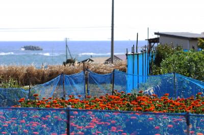 色とりどり春の南房総ドライブ旅