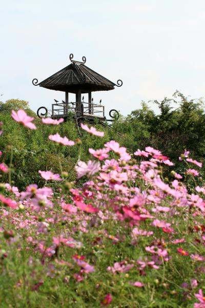 藤原宮跡のコスモス、唐古・鍵遺跡のコスモス、大宇陀の街並みと大願寺。