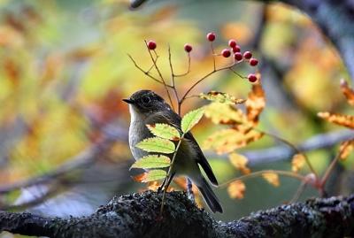 紅葉の信州 (後編) 美ヶ原高原　