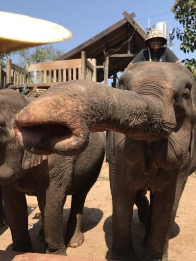 駐在のついでに【現地速報】香港からのラオス遠征(3) ルアンプラバン（Luang Prabang）で郊外１日ツアー、"象" との戯れ！