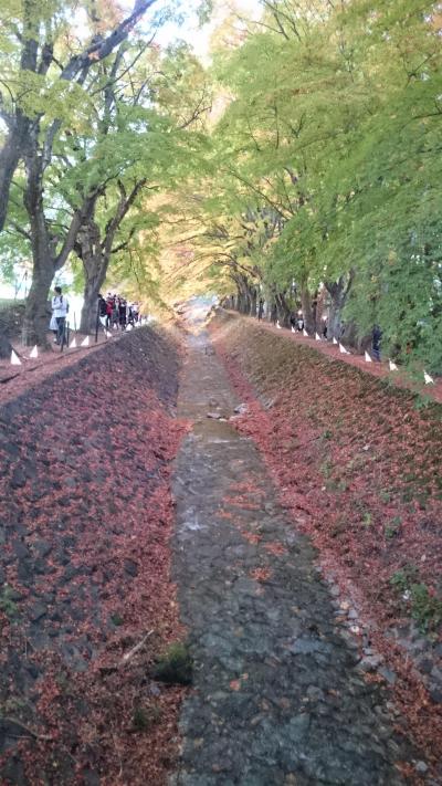 河口湖、富士吉田、山中湖　紅葉まつり　2017.11.4