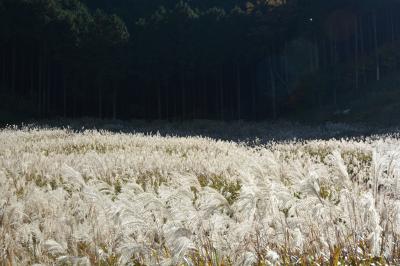 箱根仙石原　すすき草原の見ごろは続いています　２０１７年１１月３日
