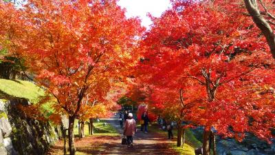 兵庫県で一足早く紅葉見学に出かけてきました