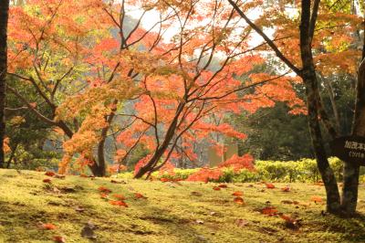 紅葉はどうかな　民芸の森ウォーキング大会に参加しました♪