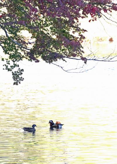 野鳥撮影記録（２０１７年１１月）その２