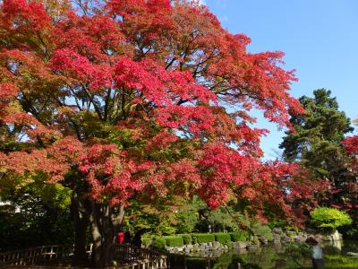 山形, 上杉神社～山寺へ  紅葉と米沢牛のお店