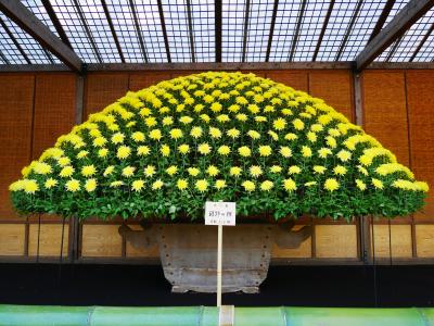 東京・新宿御苑～皇室ゆかりの“菊花壇展2017”を訪れて