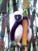 マダガスカルの旅