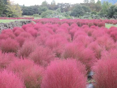 『みちのく公園』のコキアを見に!