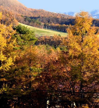 朝陽に輝く草津高原、カラマツの紅葉