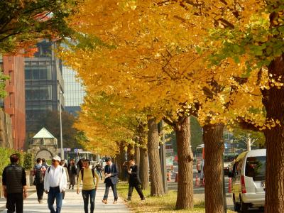 「　都心の紅葉さがし　皇居東御苑～北の丸公園　さんぽ　」2017