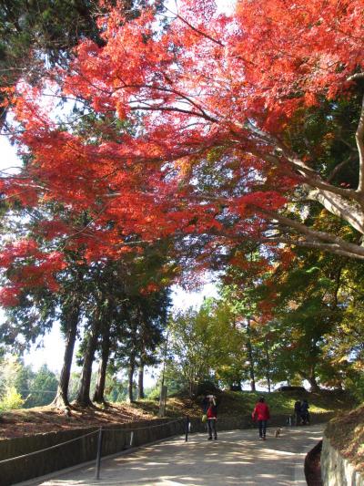 平泉で紅葉狩りと御朱印巡りの一日