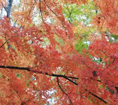 富士ビューホテルの紅葉はまだまだ見頃（11月8日・3-2）