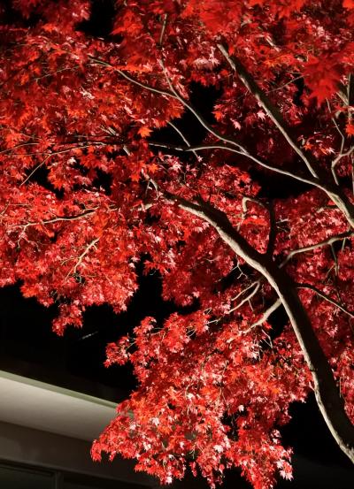 富士ビューホテルの紅葉はまだまだ見頃（11月8日・3-3）