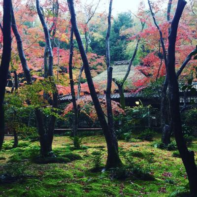 ２０１７年１１月　秋雨で紅葉滴る嵯峨野・嵐山へひとリップ（前編）♪「大覚寺」～「祇王寺」～「レストラン　ル・プラ・プリュ」でビストロランチ～