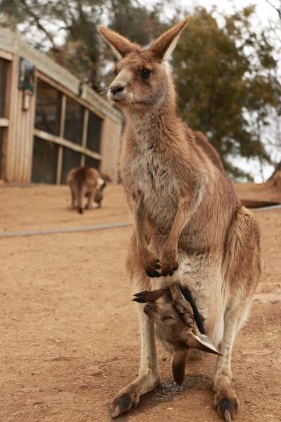 初オーストラリアのメルボルンでフェアリーペンギン・タスマニアでタスマニアデビルに会うひとり旅！