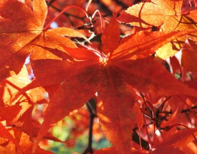 富士ビューホテルの紅葉はまだまだ見頃（11月9日）