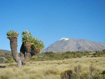キリマンジャロ国立公園周辺に関する旅行記 ブログ フォートラベル タンザニア Kilimanjaro