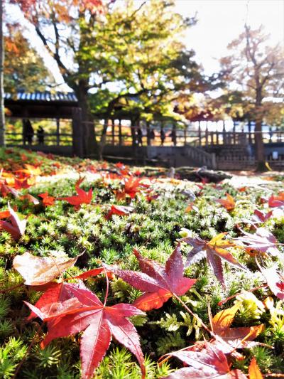 2017年11月１０日　京都紅葉だより　東福寺と京都市内①